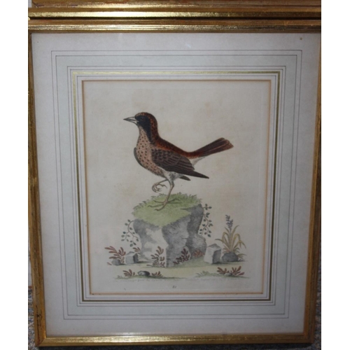 31 - A SET OF FOUR COLOURED ORNITHOLOGICAL ENGRAVINGS, gilt framed and glazed, 25.5 x 20.5 cm