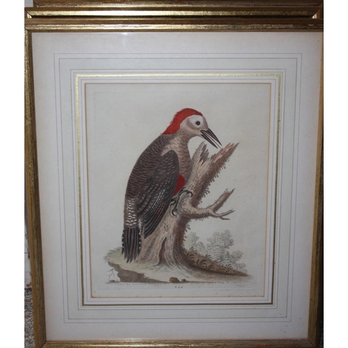 31 - A SET OF FOUR COLOURED ORNITHOLOGICAL ENGRAVINGS, gilt framed and glazed, 25.5 x 20.5 cm