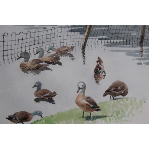 80 - MARGARET SEATON (XX). British School. Ducks at water's edge. Signed lower middle to right, watercolo... 