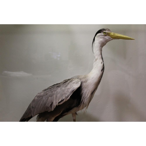 12 - TAXIDERMY - A GREY HERON, circa late nineteenth / early twentieth century, standing on a mahogany pl... 