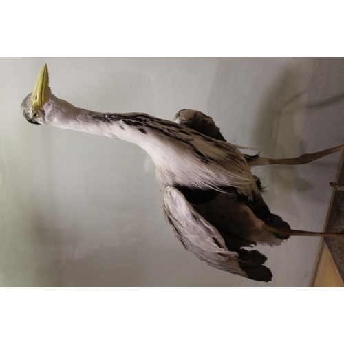 12 - TAXIDERMY - A GREY HERON, circa late nineteenth / early twentieth century, standing on a mahogany pl... 