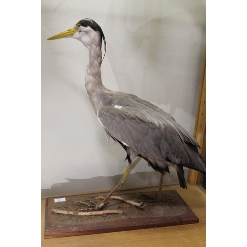 12 - TAXIDERMY - A GREY HERON, circa late nineteenth / early twentieth century, standing on a mahogany pl... 