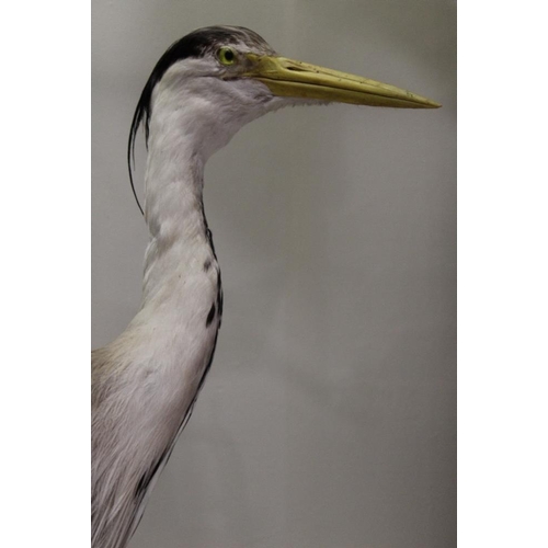 12 - TAXIDERMY - A GREY HERON, circa late nineteenth / early twentieth century, standing on a mahogany pl... 