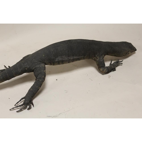 15 - TAXIDERMY - AN EARLY TWENTIETH CENTURY MONITOR LIZARD, 107 cm, together with two further examples, 7... 