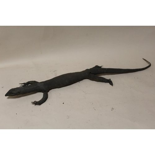 15 - TAXIDERMY - AN EARLY TWENTIETH CENTURY MONITOR LIZARD, 107 cm, together with two further examples, 7... 