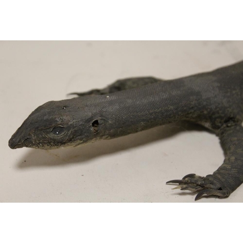 15 - TAXIDERMY - AN EARLY TWENTIETH CENTURY MONITOR LIZARD, 107 cm, together with two further examples, 7... 