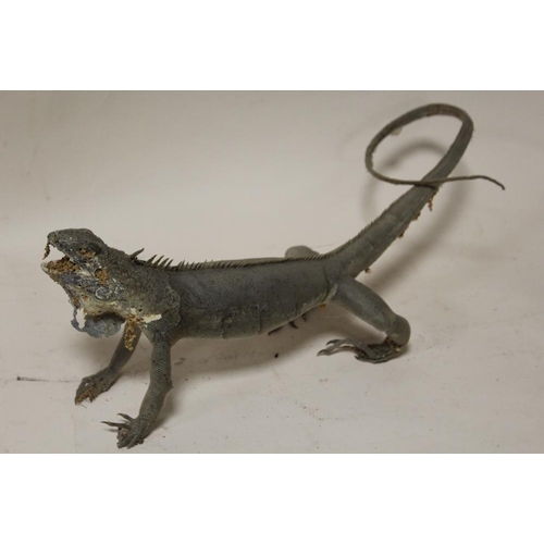15 - TAXIDERMY - AN EARLY TWENTIETH CENTURY MONITOR LIZARD, 107 cm, together with two further examples, 7... 
