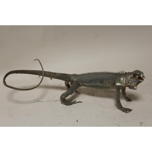 15 - TAXIDERMY - AN EARLY TWENTIETH CENTURY MONITOR LIZARD, 107 cm, together with two further examples, 7... 