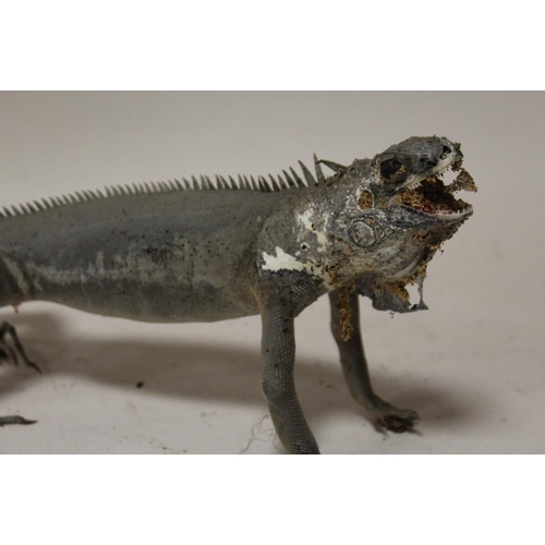 15 - TAXIDERMY - AN EARLY TWENTIETH CENTURY MONITOR LIZARD, 107 cm, together with two further examples, 7... 