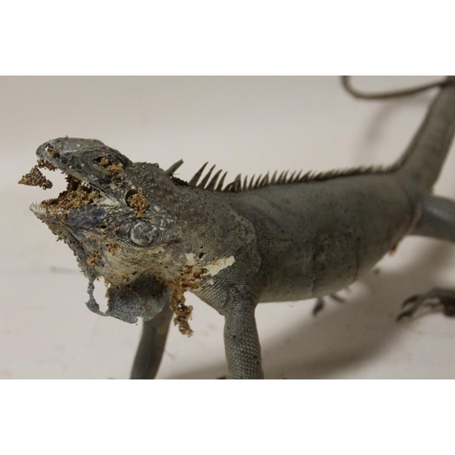 15 - TAXIDERMY - AN EARLY TWENTIETH CENTURY MONITOR LIZARD, 107 cm, together with two further examples, 7... 