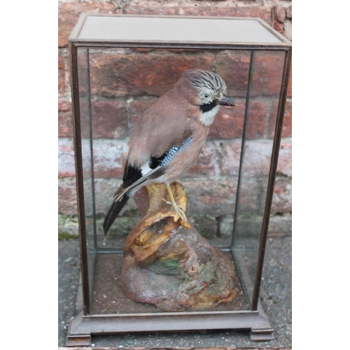 55 - TAXIDERMY - A CASED MID 20TH CENTURY STUDY OF A JAY, on a naturalistic base, H 44.5 cm, W 26.5 cm, D... 