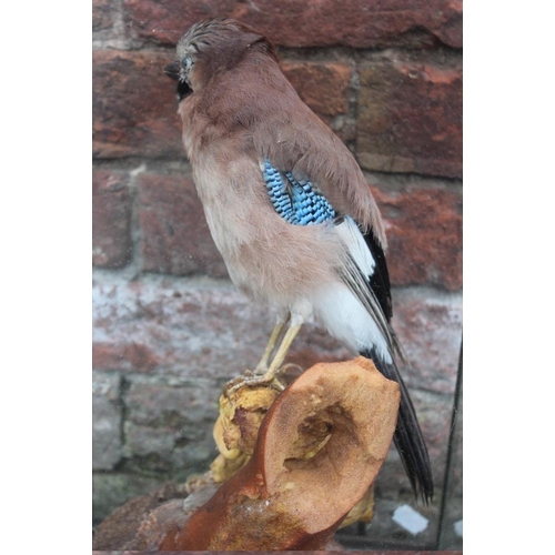 55 - TAXIDERMY - A CASED MID 20TH CENTURY STUDY OF A JAY, on a naturalistic base, H 44.5 cm, W 26.5 cm, D... 