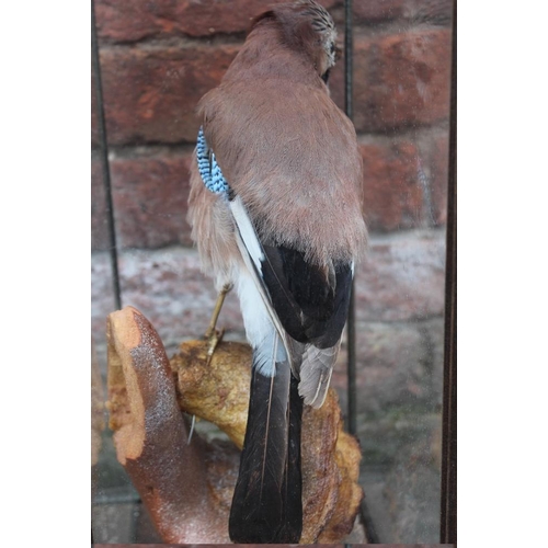 55 - TAXIDERMY - A CASED MID 20TH CENTURY STUDY OF A JAY, on a naturalistic base, H 44.5 cm, W 26.5 cm, D... 