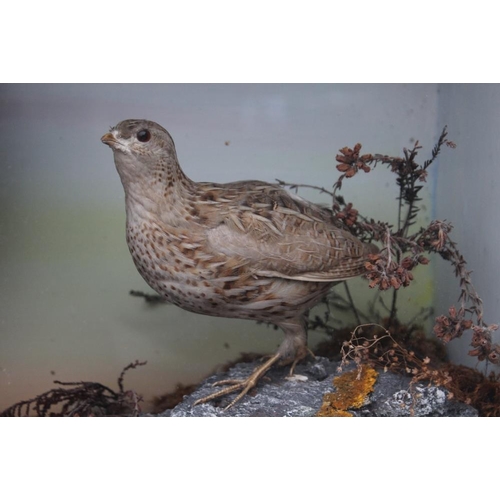 61 - AN EARLY 20TH CENTURY STUDY OF A FEMALE GROUSE AND CHICK, in a naturalistic setting, H 37 cm, W 47.5... 