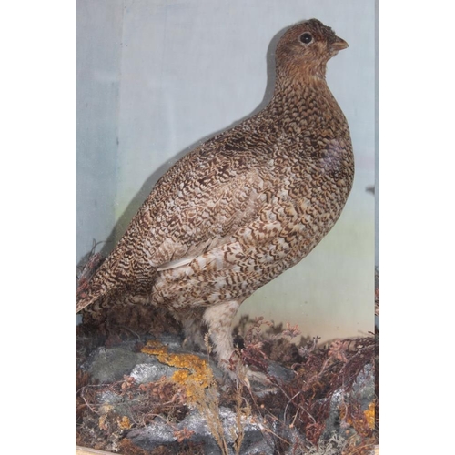 61 - AN EARLY 20TH CENTURY STUDY OF A FEMALE GROUSE AND CHICK, in a naturalistic setting, H 37 cm, W 47.5... 