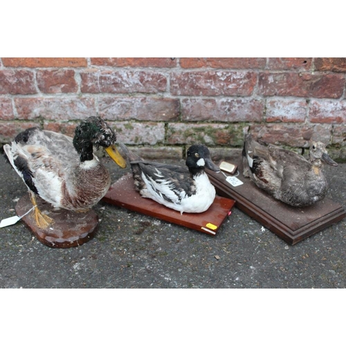 62 - TAXIDERMY - THREE LATE 19TH / EARLY 20TH CENTURY STUDIES OF DUCKS, comprising Golden Eye Duck , 31 c... 