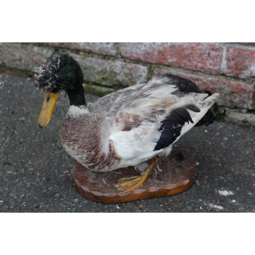 62 - TAXIDERMY - THREE LATE 19TH / EARLY 20TH CENTURY STUDIES OF DUCKS, comprising Golden Eye Duck , 31 c... 