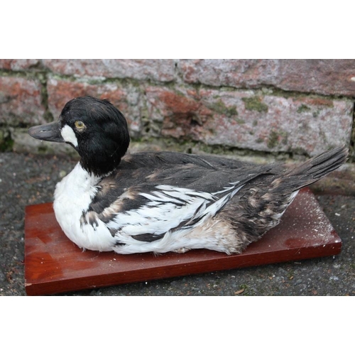 62 - TAXIDERMY - THREE LATE 19TH / EARLY 20TH CENTURY STUDIES OF DUCKS, comprising Golden Eye Duck , 31 c... 