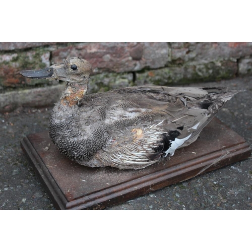 62 - TAXIDERMY - THREE LATE 19TH / EARLY 20TH CENTURY STUDIES OF DUCKS, comprising Golden Eye Duck , 31 c... 