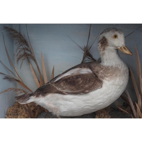 63 - TAXIDERMY - A LATE 19TH / EARLY 20TH CENTURY CASED STUDY OF A BROWN AND WHITE DUCK, H 40.5 cm, W 47 ... 