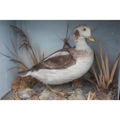 63 - TAXIDERMY - A LATE 19TH / EARLY 20TH CENTURY CASED STUDY OF A BROWN AND WHITE DUCK, H 40.5 cm, W 47 ... 