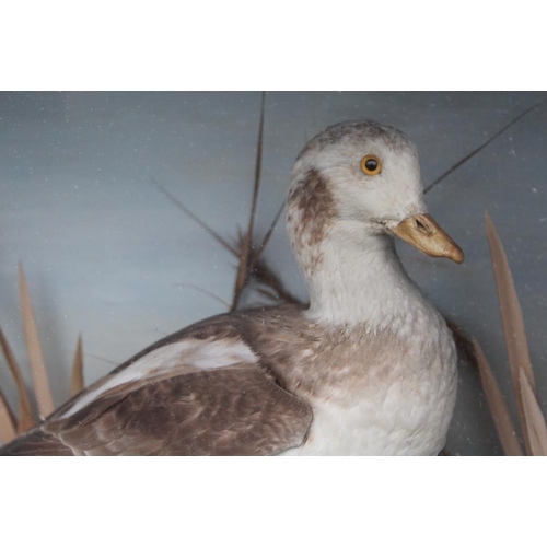 63 - TAXIDERMY - A LATE 19TH / EARLY 20TH CENTURY CASED STUDY OF A BROWN AND WHITE DUCK, H 40.5 cm, W 47 ... 