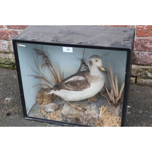 63 - TAXIDERMY - A LATE 19TH / EARLY 20TH CENTURY CASED STUDY OF A BROWN AND WHITE DUCK, H 40.5 cm, W 47 ... 