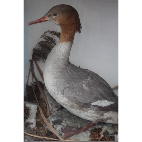 64 - TAXIDERMY - A CASED STUDY OF A THIN BEAKED WATER BIRD ON NATURALISTIC BASE, W 51 cm, D 25 cm