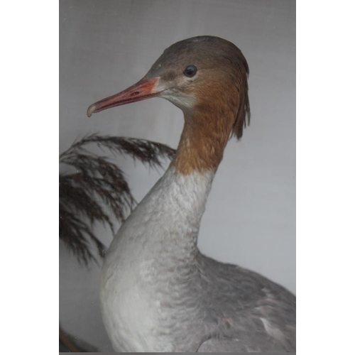 64 - TAXIDERMY - A CASED STUDY OF A THIN BEAKED WATER BIRD ON NATURALISTIC BASE, W 51 cm, D 25 cm