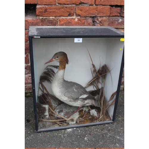 64 - TAXIDERMY - A CASED STUDY OF A THIN BEAKED WATER BIRD ON NATURALISTIC BASE, W 51 cm, D 25 cm