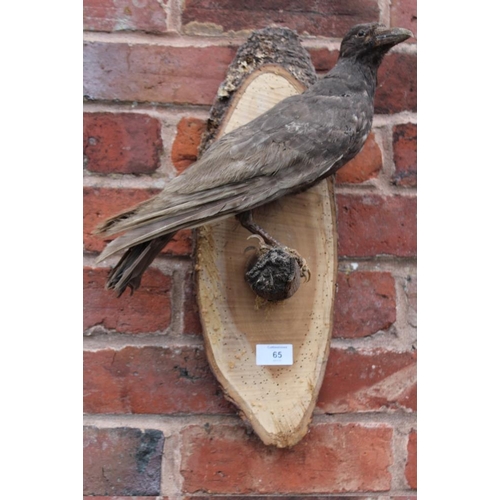 65 - TAXIDERMY - A WALL HANGING STUDY OF A BROWN CROW ON A BRANCH, overall H 48 cm, W 27 cm, D 17 cm