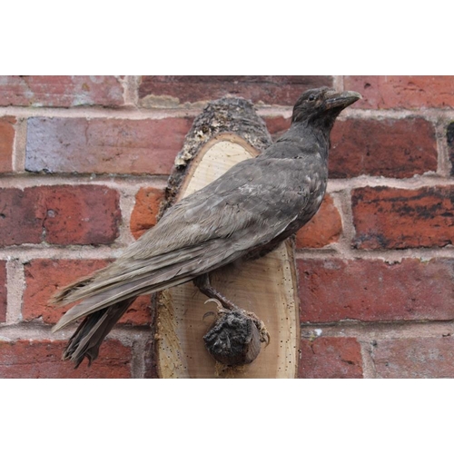 65 - TAXIDERMY - A WALL HANGING STUDY OF A BROWN CROW ON A BRANCH, overall H 48 cm, W 27 cm, D 17 cm