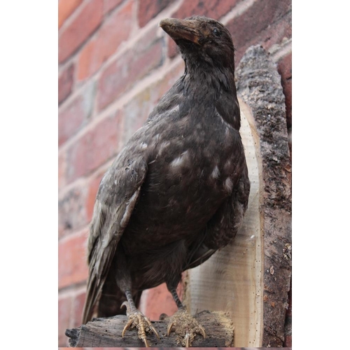 65 - TAXIDERMY - A WALL HANGING STUDY OF A BROWN CROW ON A BRANCH, overall H 48 cm, W 27 cm, D 17 cm