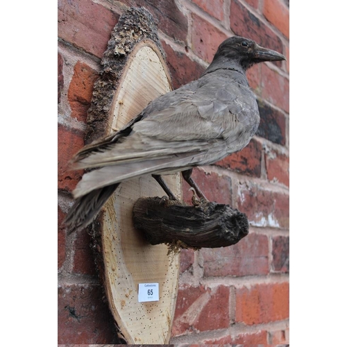 65 - TAXIDERMY - A WALL HANGING STUDY OF A BROWN CROW ON A BRANCH, overall H 48 cm, W 27 cm, D 17 cm