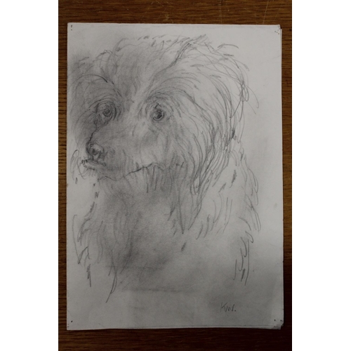 9 - AN UNFRAMED PENCIL SKETCH OF A LONG HAIRED DOG INITIALLED KW LOWER RIGHT 30CM X 21CM