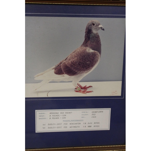 17 - FOUR FRAMED PIGEON RACING INTEREST PHOTOGRAPHS