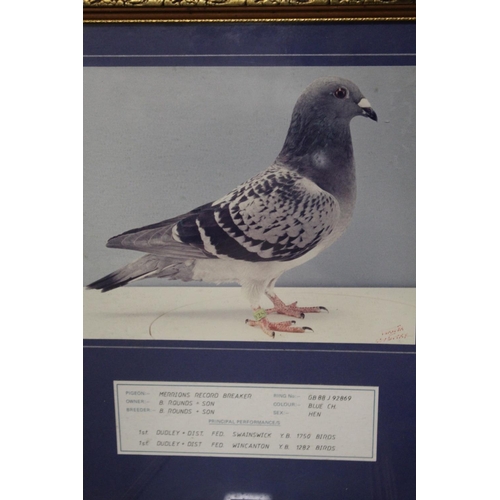 17 - FOUR FRAMED PIGEON RACING INTEREST PHOTOGRAPHS