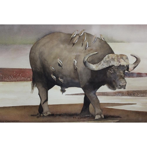 60 - A FRAMED AND GLAZED WATERCOLOUR ENTITLED 'BUFFALO BILL' SIGNED CUE CHATTERTON LOWER RIGHT (SEE VERSO... 