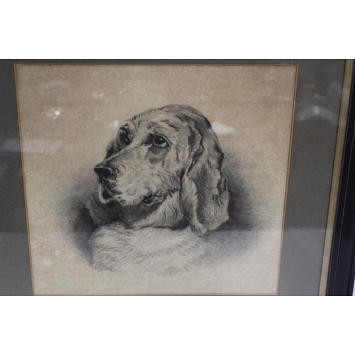 38 - A FRAMED AND GLAZED PORTRAIT STUDY OF A SPANIEL DOG 33 X 35 CM