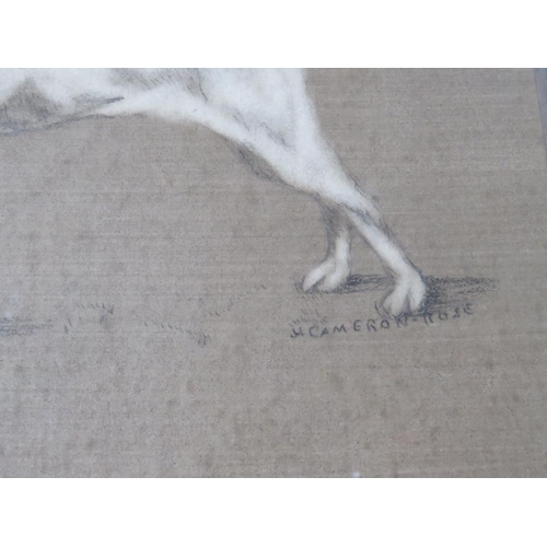 27 - H.A. CAMERON-ROSE (XIX-XX). Portrait study of a terrier, signed mid to lower right, mixed media on p... 