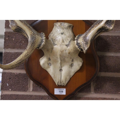 159 - A GOOD PAIR OF STAG ANTLERS MOUNTED ON A POLISHED WOODEN SHIELD