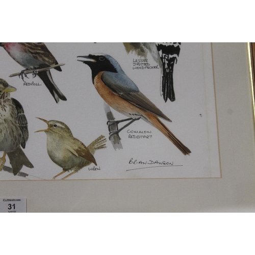 31 - A FRAMED AND GLAZED WATERCOLOUR STUDY OF BRITISH BIRDS SIGNED LOWER RIGHT BRIAN DAWSON