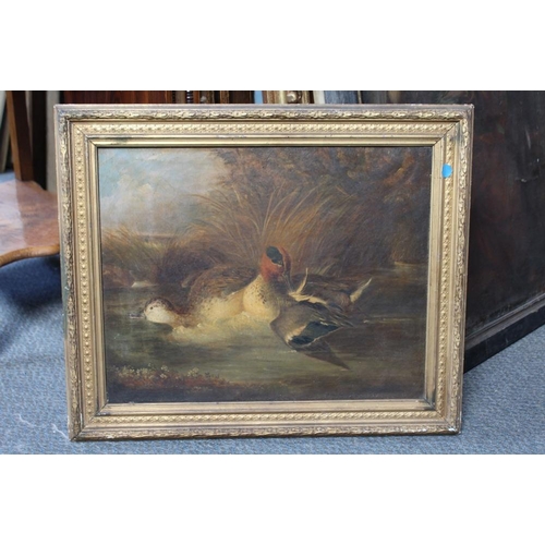 136 - ENGLISH SCHOOL (XIX). Two ducks on the water, oil on canvas, gilt framed, 38 x 48.5 cm