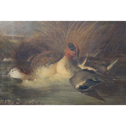 136 - ENGLISH SCHOOL (XIX). Two ducks on the water, oil on canvas, gilt framed, 38 x 48.5 cm