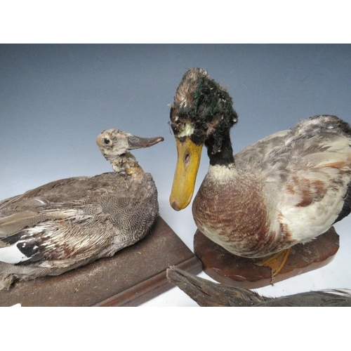 516 - TAXIDERMY - THREE ASSORTED DUCKS ON PLINTHS, together with a partly cased pair of curlews? - all A/F... 