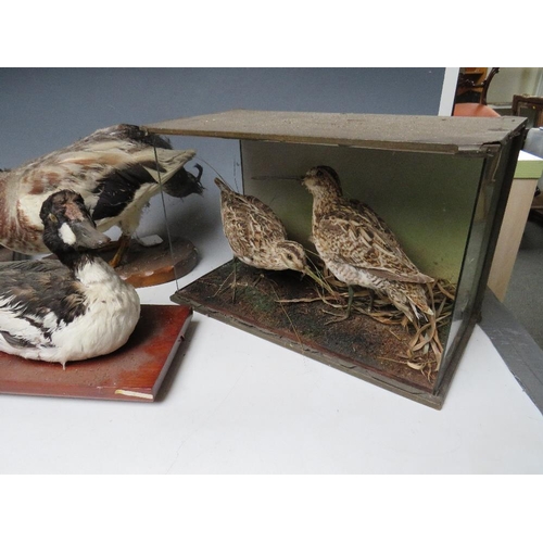 516 - TAXIDERMY - THREE ASSORTED DUCKS ON PLINTHS, together with a partly cased pair of curlews? - all A/F... 