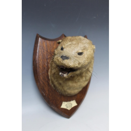 517 - LOCAL TAXIDERMY INTEREST - A MOUNTED OTTERS HEAD ON OAK PRESENTATION SHIELD, bearing plaque 'S.O.H. ... 