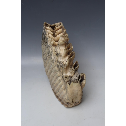 529 - A LARGE AND FINE EXAMPLE OF A MAMMOTH TOOTH, H 23 cm, W 23.5 cm