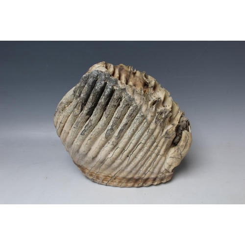 529 - A LARGE AND FINE EXAMPLE OF A MAMMOTH TOOTH, H 23 cm, W 23.5 cm