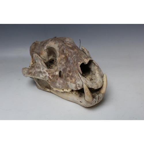 530 - A LION (PANTHERA LEO) SKULL, early/mid 20th century, with some teeth remaining, L 29 cm